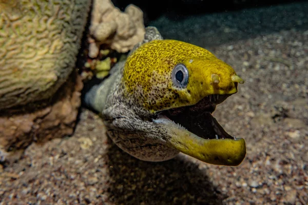 Moray Úhoř Mooray Lycodontis Undulatus Rudém Moři — Stock fotografie