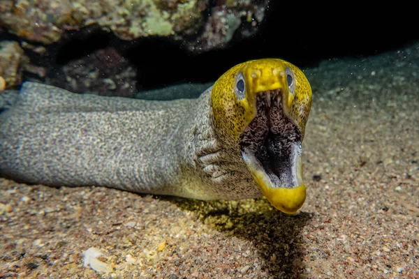 Moray eel Mooray lycodontis Kızıl Deniz 'de dalgalanma