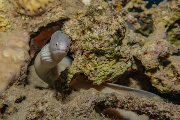 Mooray Lycodontis Undulatus Красном Море — стоковое фото