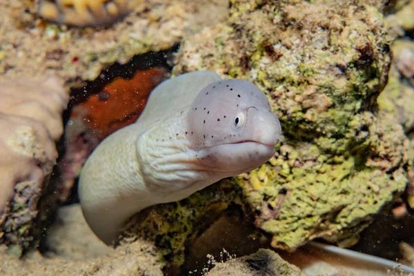 Moray Eel Mooray Lycodontis Undulatus Red Sea — Stock Photo, Image