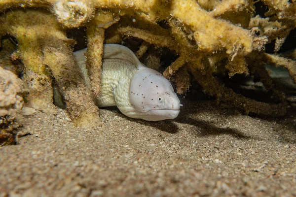 Moray Węgorz Mooray Lycodontis Undulatus Morzu Czerwonym — Zdjęcie stockowe