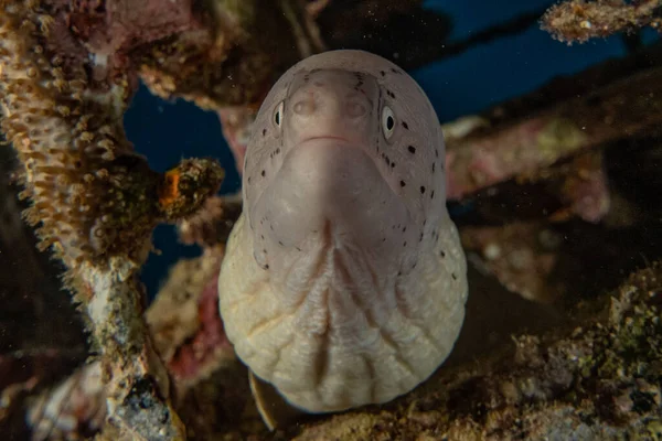 红海中的莫雷鳗鱼 Moray Eel Mooray Lycodontis Undulatus — 图库照片
