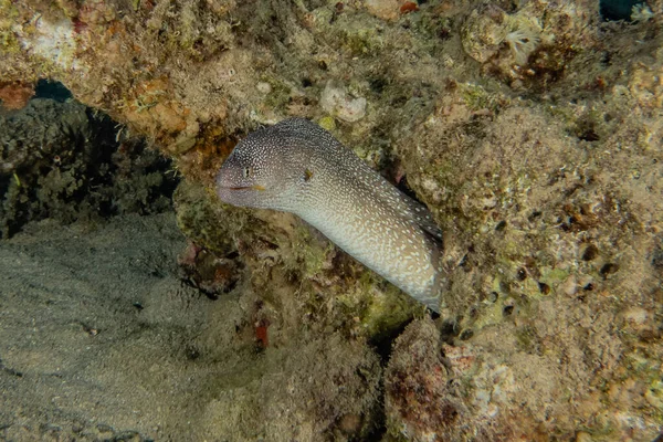 Muräne Mooray Lycodontis Undulatus Roten Meer — Stockfoto