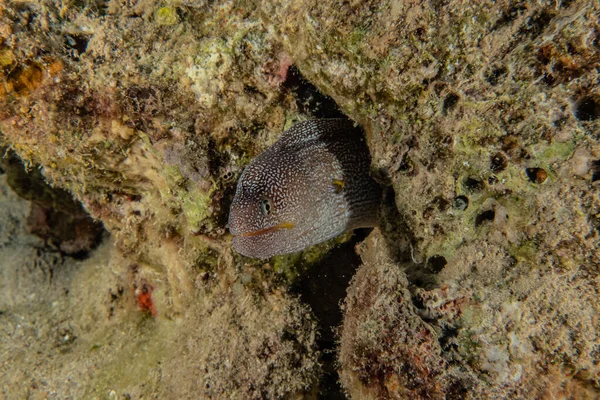 Moray Eel Mooray Lycodontis Undulatus Red Sea — Stock Photo, Image