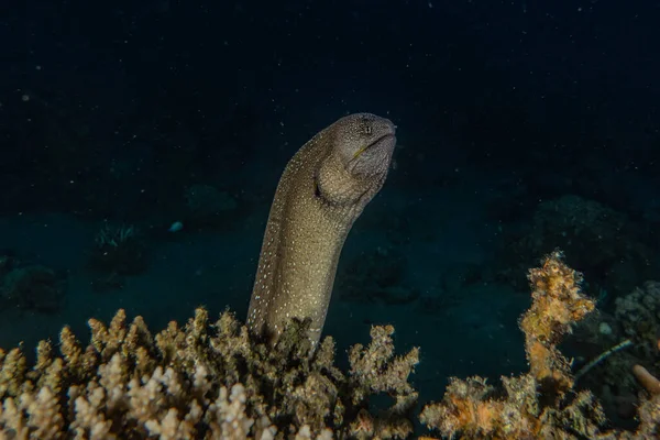 Moray Węgorz Mooray Lycodontis Undulatus Morzu Czerwonym — Zdjęcie stockowe