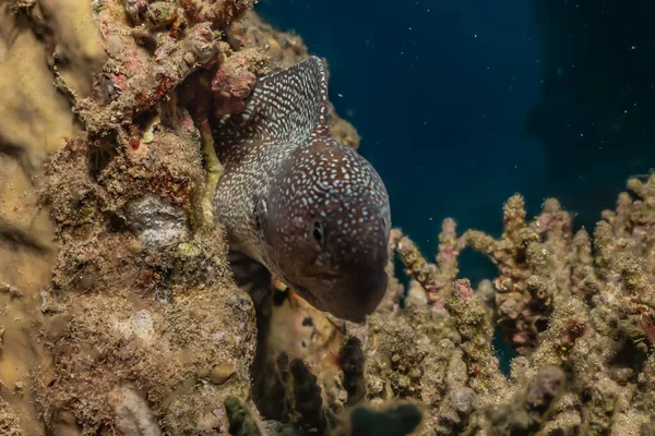 Morängel Mooray Lycodontis Undulatus Röda Havet — Stockfoto