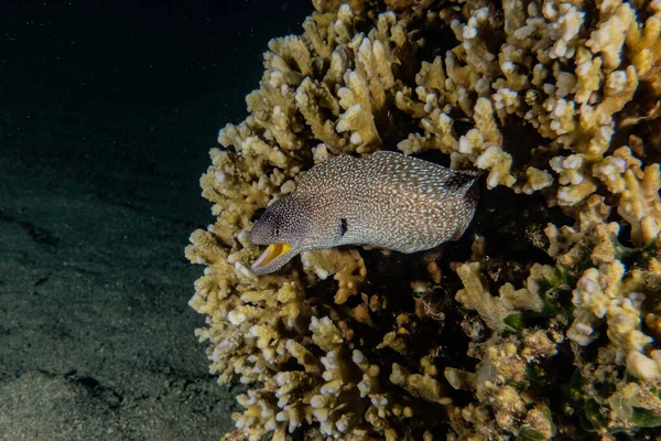 红海中的莫雷鳗鱼 Moray Eel Mooray Lycodontis Undulatus — 图库照片