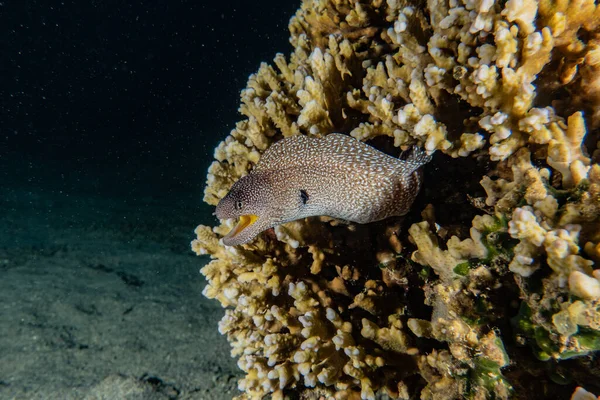 Muräne Mooray Lycodontis Undulatus Roten Meer — Stockfoto