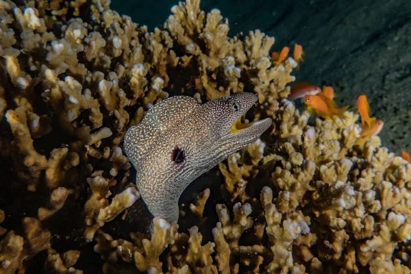 Moray Eel Mooray Lycodontis Kızıl Deniz Dalgalanma — Stok fotoğraf