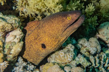 Moray eel Mooray lycodontis Kızıl Deniz 'de dalgalanma 