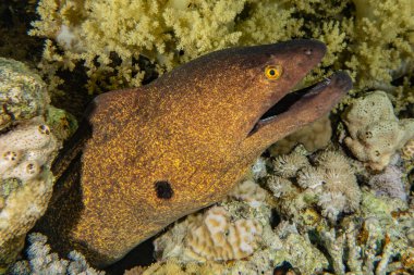 Moray eel Mooray lycodontis Kızıl Deniz 'de dalgalanma 