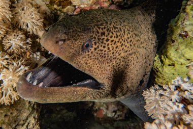 Moray eel Mooray lycodontis Kızıl Deniz 'de dalgalanma 