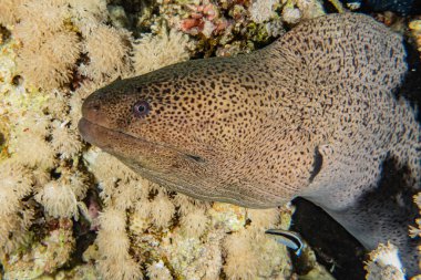 Moray eel Mooray lycodontis Kızıl Deniz 'de dalgalanma 