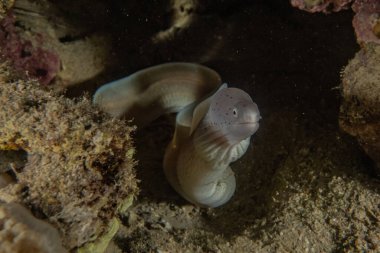 Moray eel Mooray lycodontis Kızıl Deniz 'de dalgalanma 