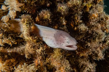 Moray eel Mooray lycodontis Kızıl Deniz 'de dalgalanma 