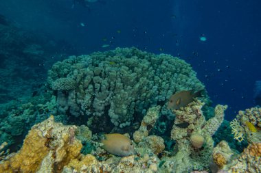 Kızıldeniz 'deki mercan resifleri ve su bitkileri, Eilat Israel