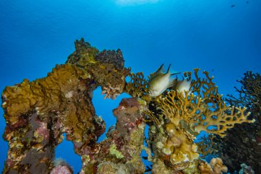 Kızıldeniz 'deki mercan resifleri ve su bitkileri, Eilat Israel