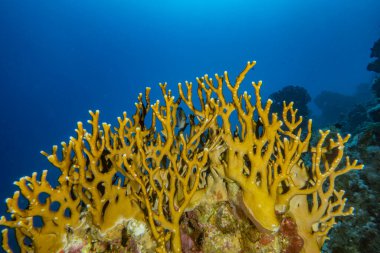 Kızıldeniz 'deki mercan resifleri ve su bitkileri, Eilat Israel