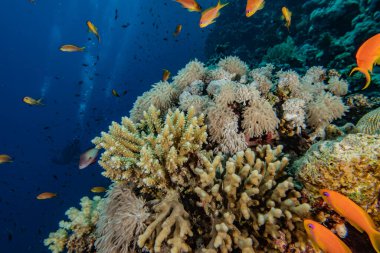 Kızıldeniz 'deki mercan resifleri ve su bitkileri, Eilat Israel
