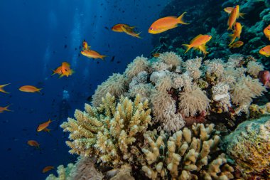 Kızıldeniz 'deki mercan resifleri ve su bitkileri, Eilat Israel