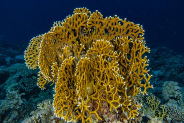 Kızıldeniz 'deki mercan resifleri ve su bitkileri, Eilat Israel