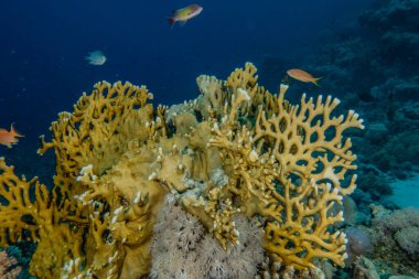 Kızıldeniz 'deki mercan resifleri ve su bitkileri, Eilat Israel
