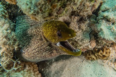 Moray eel Mooray lycodontis Kızıl Deniz 'de dalgalanma 