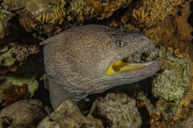 Moray eel Mooray lycodontis Kızıl Deniz 'de dalgalanma 