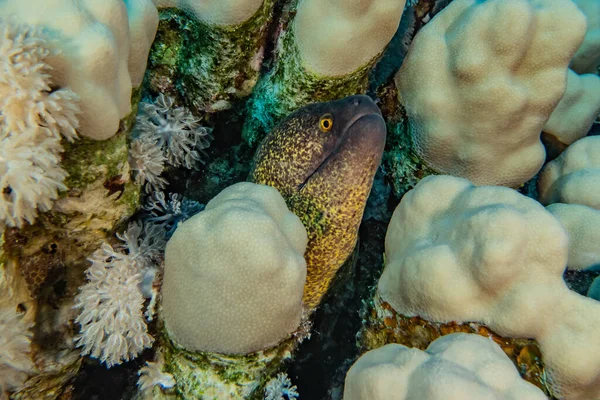 ปลาไหล Moray มอเรย Lycodontis Unulatus ในทะเลแดง — ภาพถ่ายสต็อก