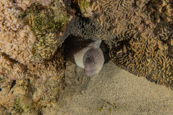 Moray Eel Mooray Lycodontis Undulatus Mar Rojo — Foto de Stock