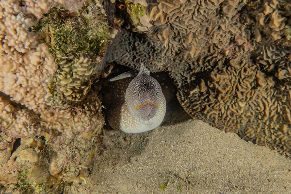 Moray Eel Mooray Lycodontis Kızıl Deniz Dalgalanma — Stok fotoğraf