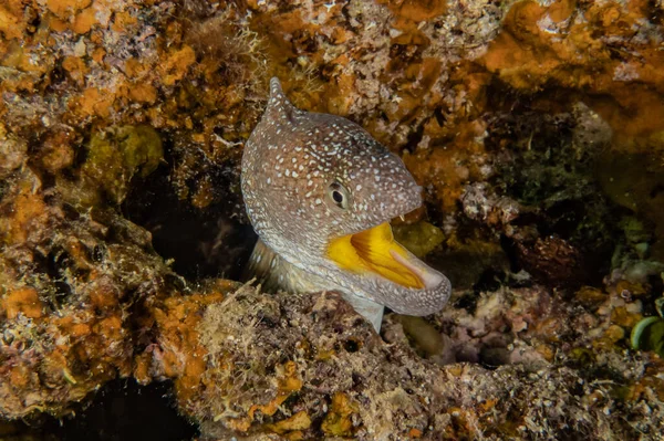 Moray Węgorz Mooray Lycodontis Undulatus Morzu Czerwonym — Zdjęcie stockowe