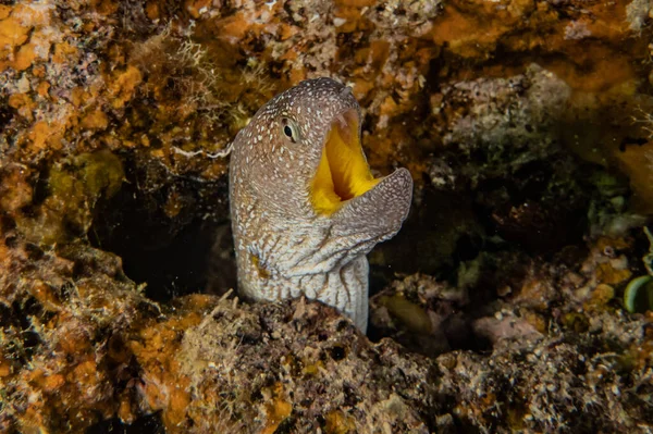 Moray Węgorz Mooray Lycodontis Undulatus Morzu Czerwonym — Zdjęcie stockowe