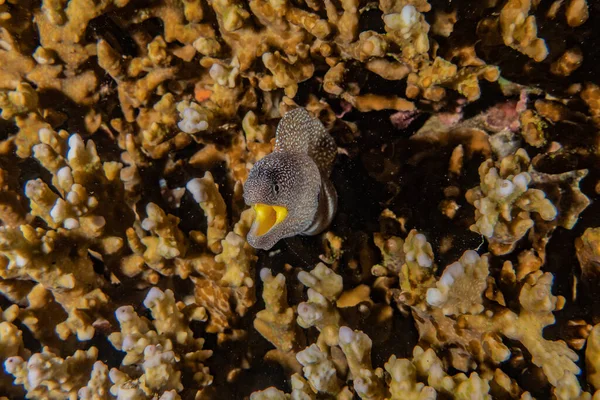Muräne Mooray Lycodontis Undulatus Roten Meer — Stockfoto
