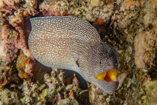 Moray Eel Mooray Lycodontis Undulatus Mar Rojo — Foto de Stock