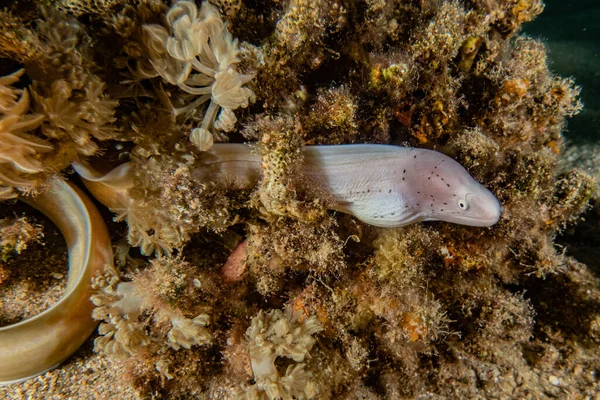 Moray Węgorz Mooray Lycodontis Undulatus Morzu Czerwonym — Zdjęcie stockowe