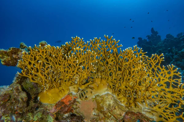 Kızıldeniz 'deki mercan resifleri ve su bitkileri, Eilat Israel