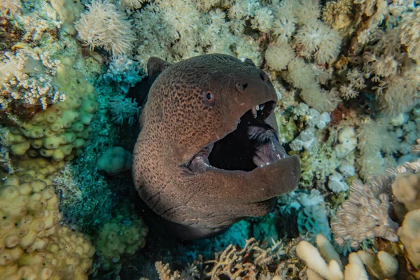 Moray Eel Mooray Lycodontis Kızıl Deniz Dalgalanma — Stok fotoğraf