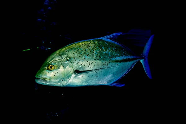 紅海で泳ぐ魚 カラフルな魚 エイラートイスラエル — ストック写真