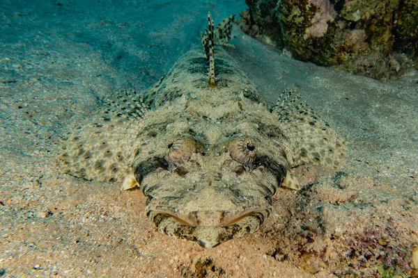 Fiskar Simmar Röda Havet Färgglada Fiskar Eilat Israel — Stockfoto