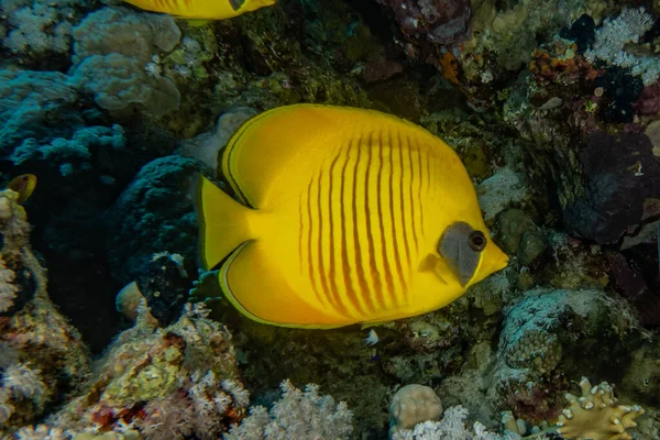 Poissons Nager Dans Mer Rouge Poissons Colorés Eilat Israël — Photo