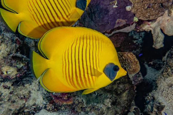 Pesci Nuotare Nel Mar Rosso Pesci Colorati Eilat Israele — Foto Stock