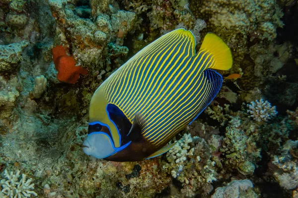 Los Peces Nadan Mar Rojo Peces Coloridos Eilat Israel —  Fotos de Stock