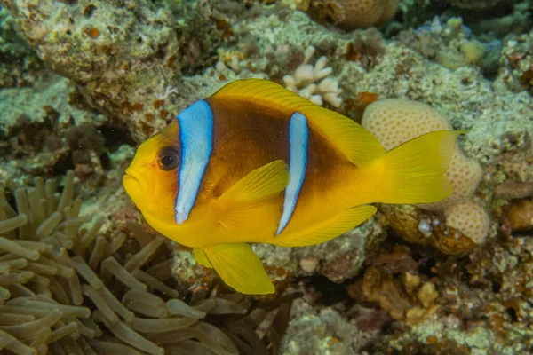 Los Peces Nadan Mar Rojo Peces Coloridos Eilat Israel —  Fotos de Stock