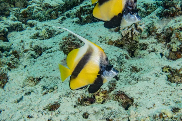 Los Peces Nadan Mar Rojo Peces Coloridos Eilat Israel —  Fotos de Stock