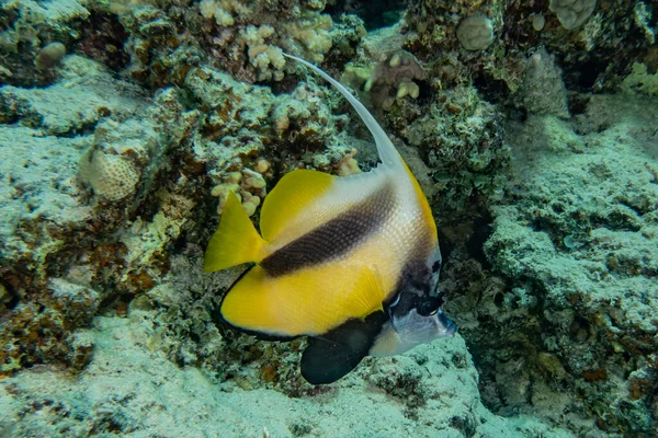 Los Peces Nadan Mar Rojo Peces Coloridos Eilat Israel —  Fotos de Stock