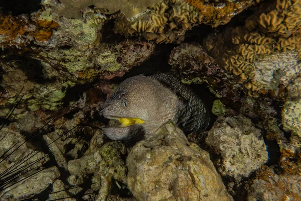 モライウナギ紅海でムーレイ リコドンティスの異常 — ストック写真