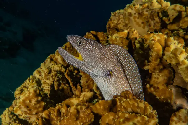 Moray eel Mooray lycodontis Kızıl Deniz 'de dalgalanma 