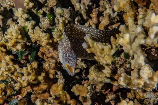 Moray Węgorz Mooray Lycodontis Undulatus Morzu Czerwonym — Zdjęcie stockowe