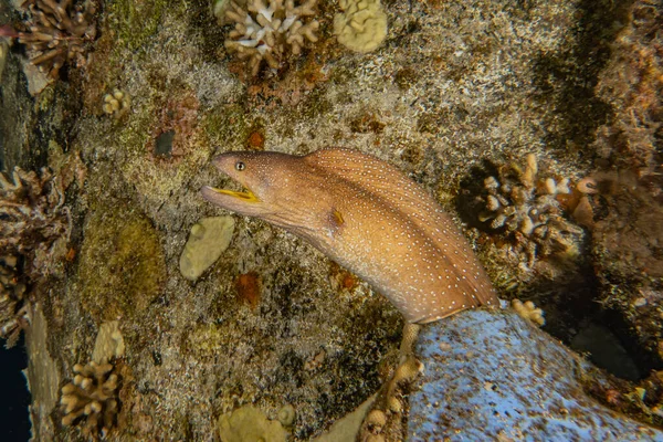 Muräne Mooray Lycodontis Undulatus Roten Meer — Stockfoto